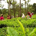 Spice Plantation and Tea Factory visit