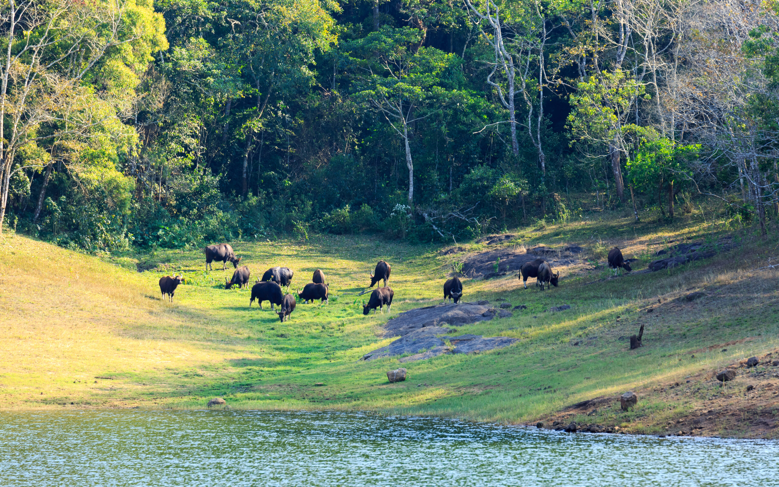 Beautiful,View,Of,Thekkady,Lake,And,Periyar,Tiger,Reserve,Forest,